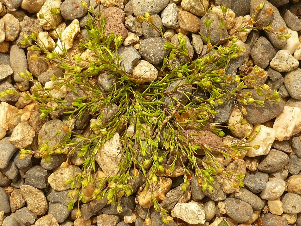 Sagina apetala subsp. apetala (Caryophyllaceae)